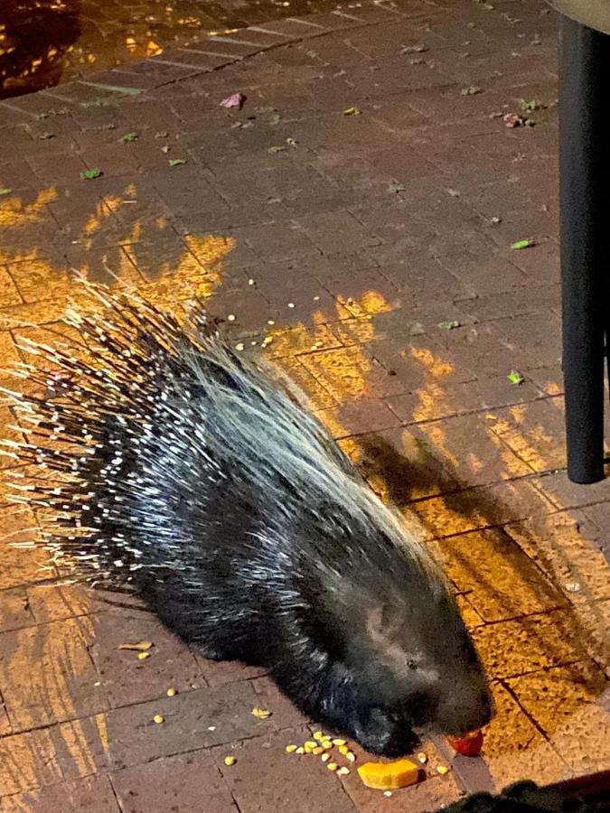 شقة Porcupine Walk بلدة سيمون المظهر الخارجي الصورة